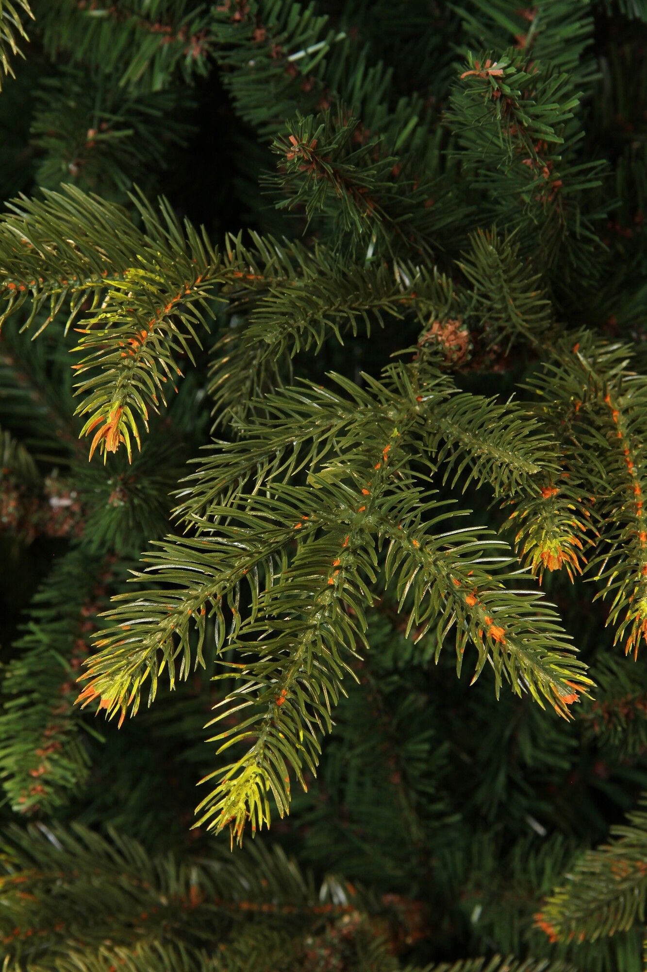 Frasier künstlicher Weihnachtsbaum 383665 185cm x 124cm PE/PVC Black Box Trees